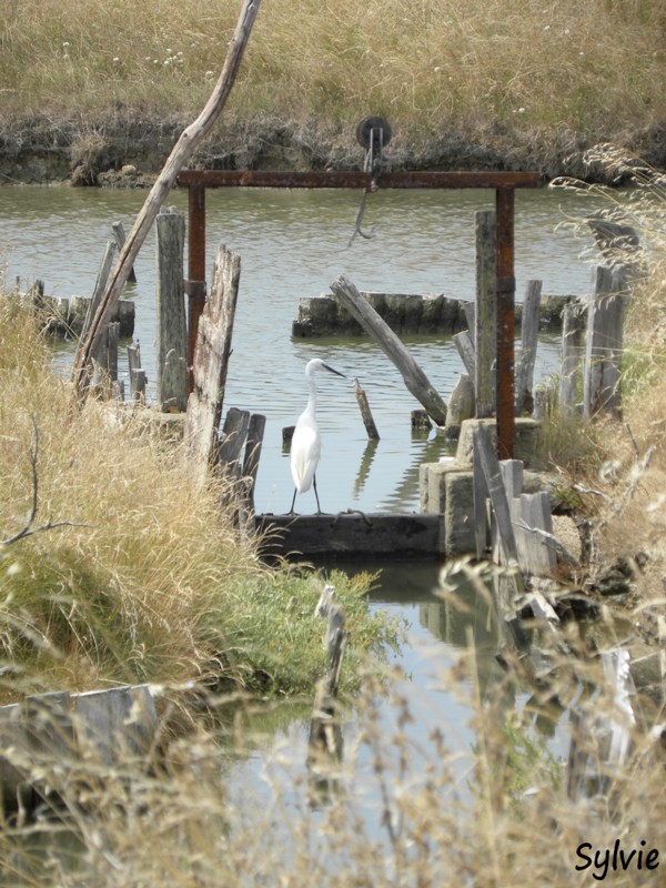 noirmoutier-mer-et-marais4