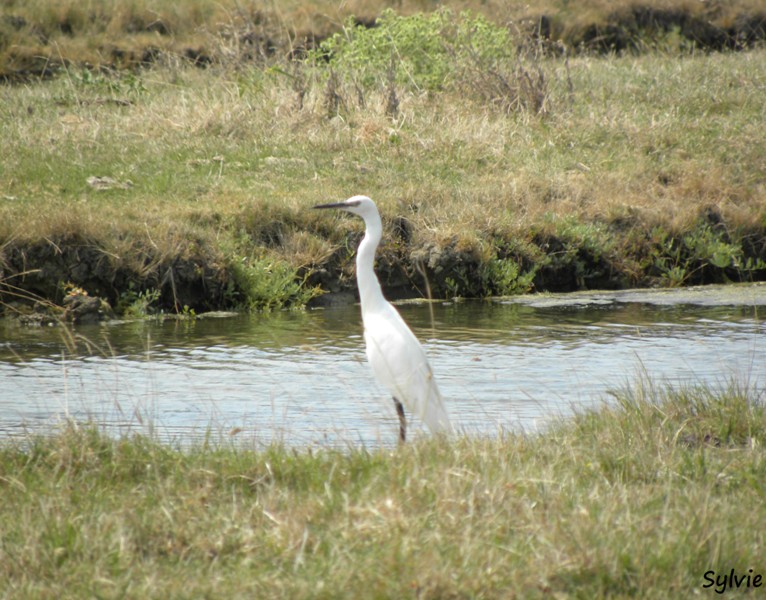 noirmoutier-mer-et-marais5