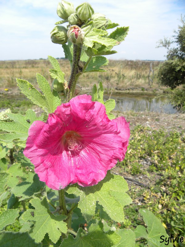 noirmoutier-mer-et-marais6