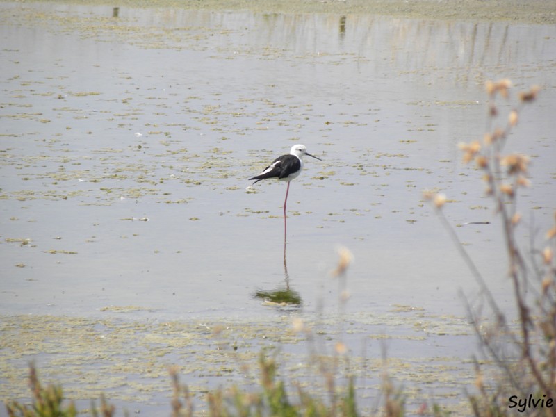 noirmoutier-mer-et-marais7