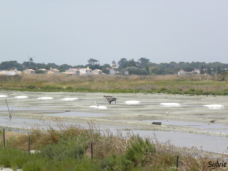 noirmoutier-mer-et-marais8