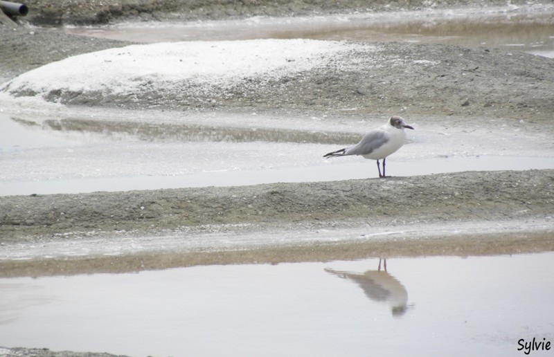 noirmoutier-mer-et-marais9