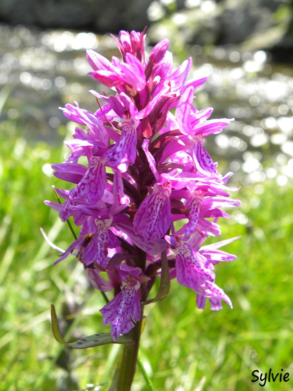 orchidee-alpes