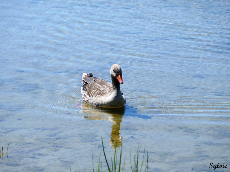 parc marquenterre12