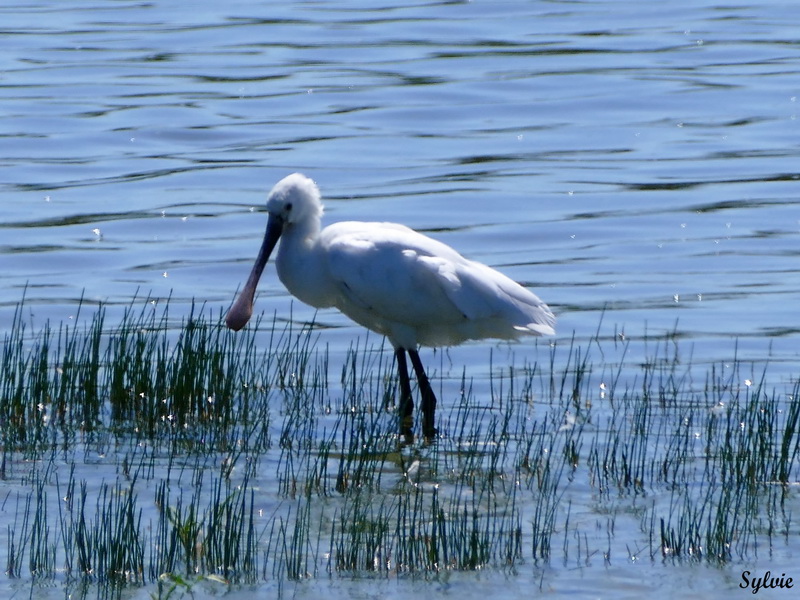 parc marquenterre14