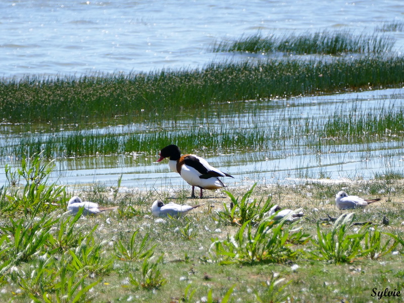 parc marquenterre15