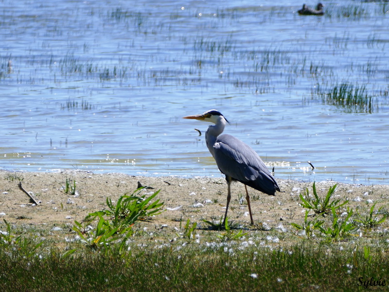 parc marquenterre16