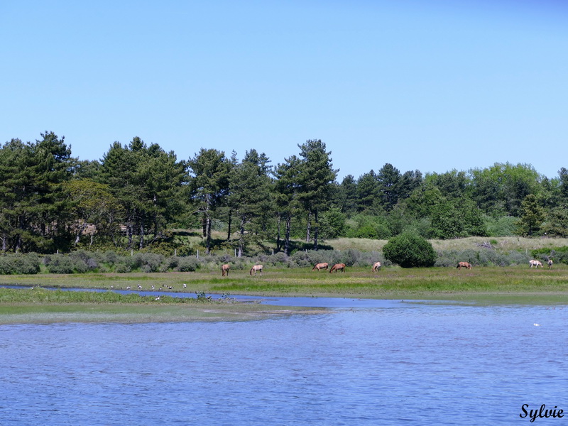 parc marquenterre17