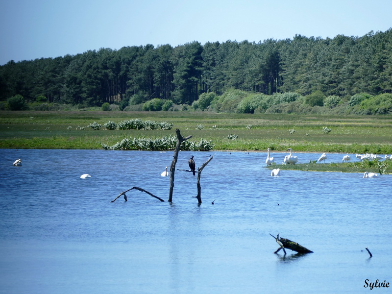 parc marquenterre18