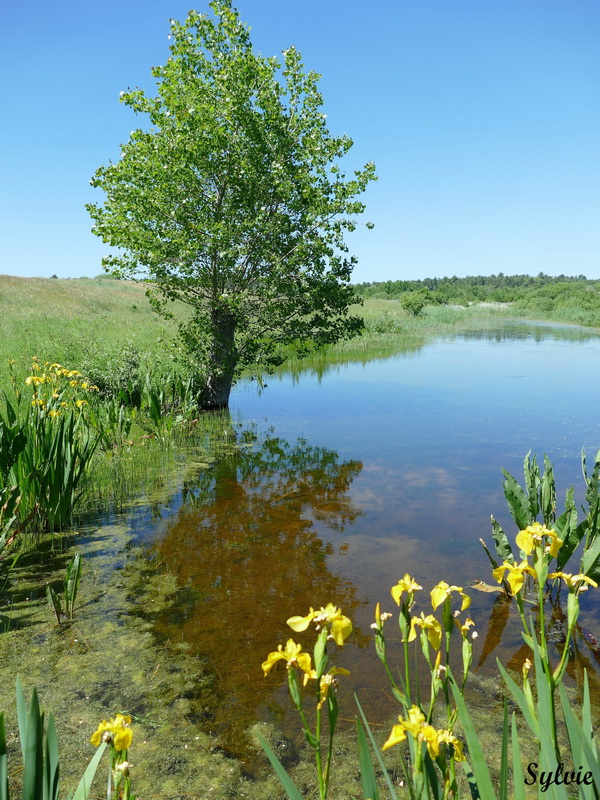 parc marquenterre19