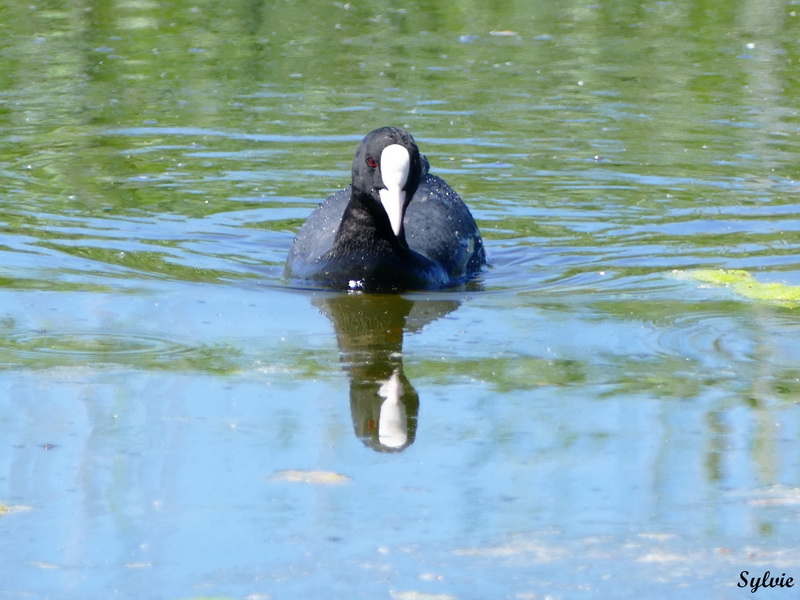 parc marquenterre21