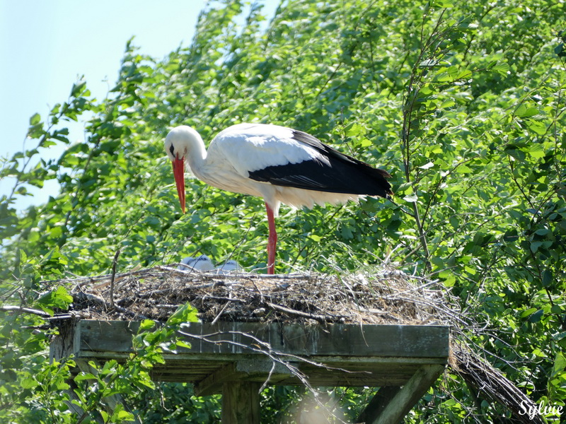 parc marquenterre23