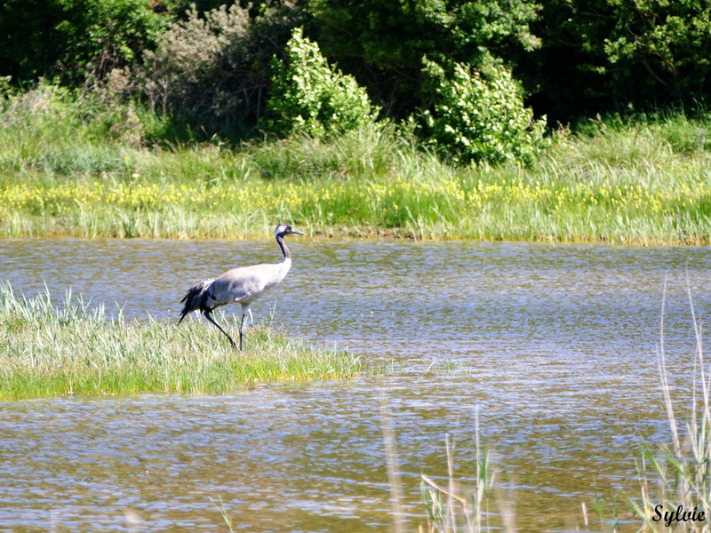 parc marquenterre6