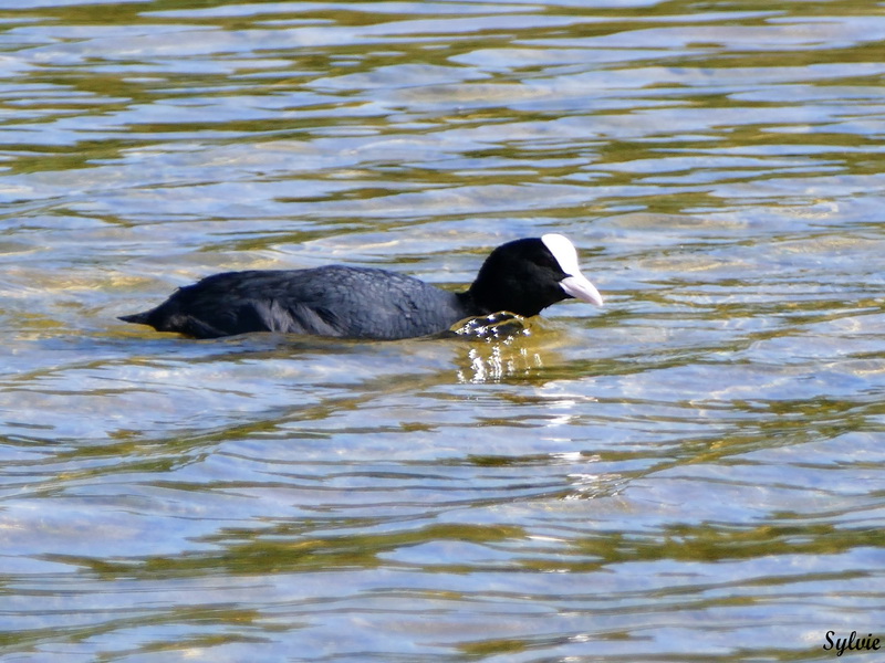 parc marquenterre7