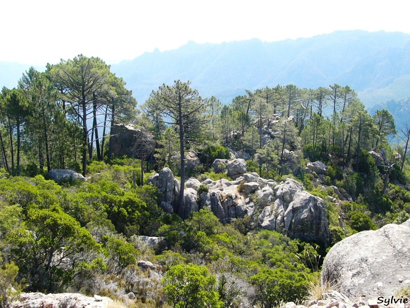 piscia-di-gallo