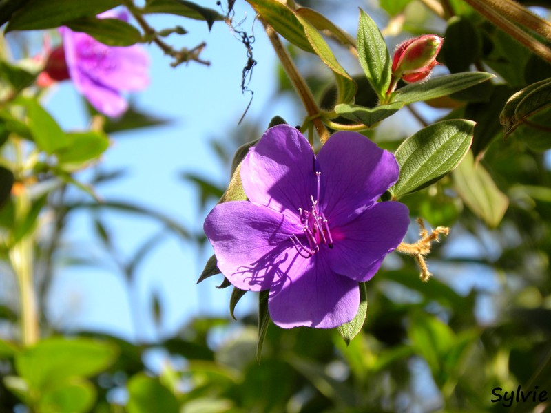 piton-cabris-bras-patates13