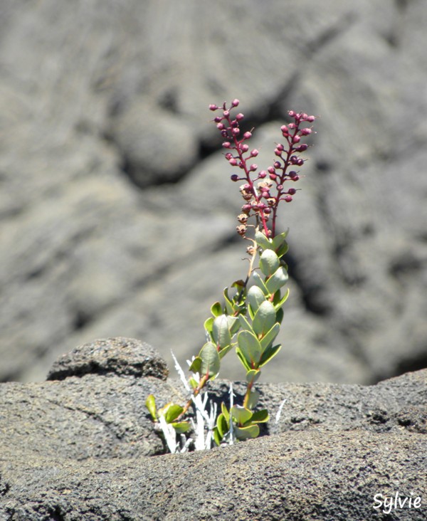 piton-de-la-fournaise13