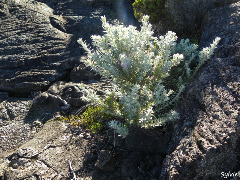 piton-de-la-fournaise17