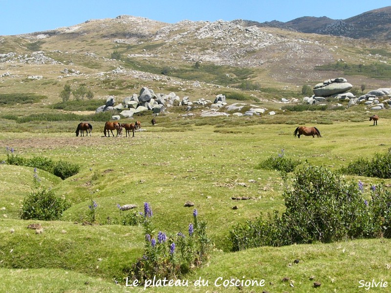 plateau-du-coscione2