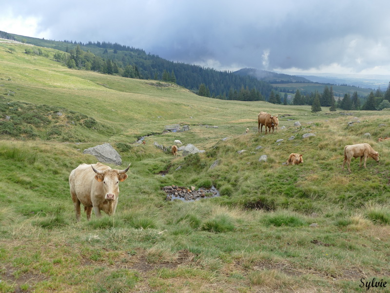 plomb du cantal1