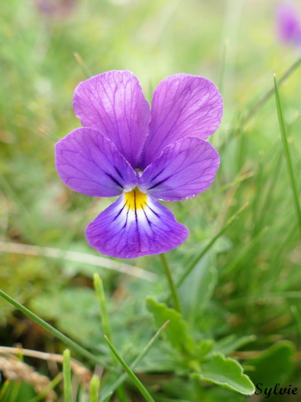 plomb du cantal2