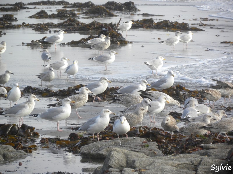 pointe-du-conguel13