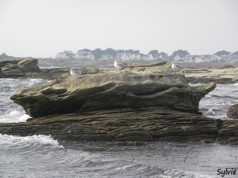 pointe-du-conguel14