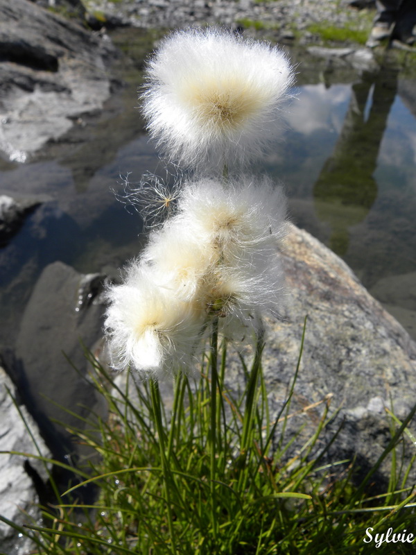 refuge et lac de la blanche lac blanchet inferieur10