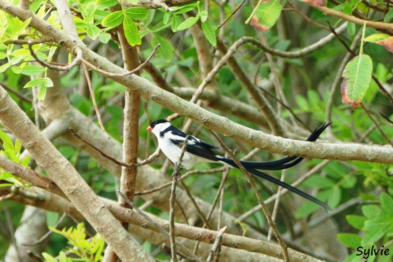 roseate tern hiking trail1