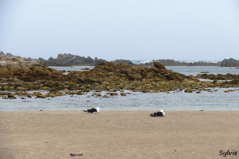 roseate tern hiking trail11