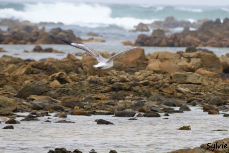 roseate tern hiking trail12