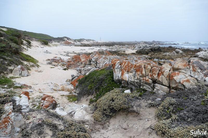 roseate tern hiking trail15