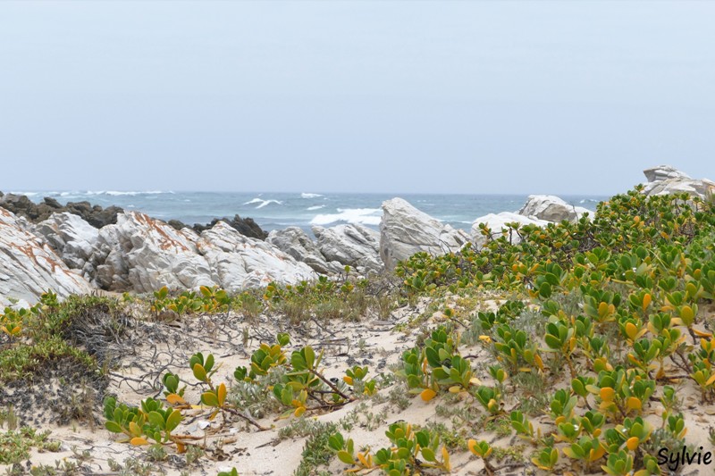 roseate tern hiking trail16