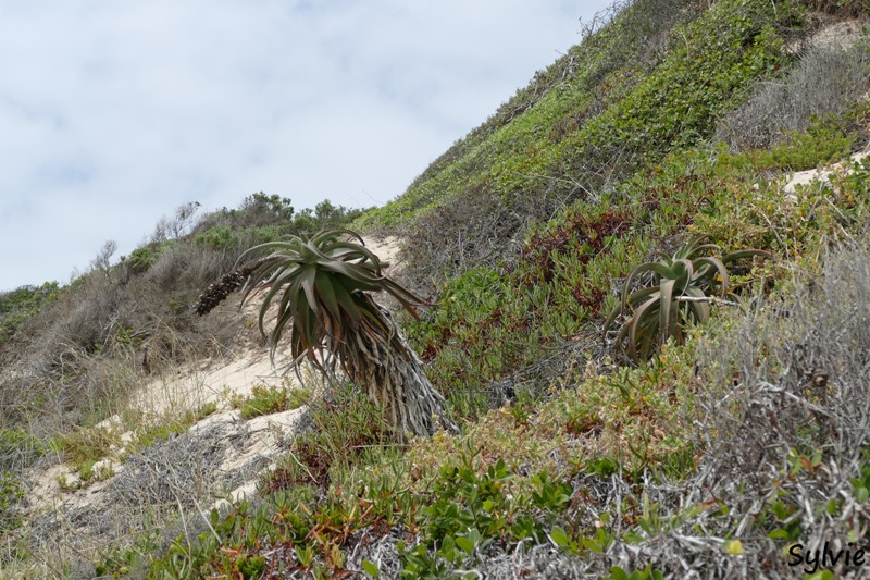 roseate tern hiking trail3