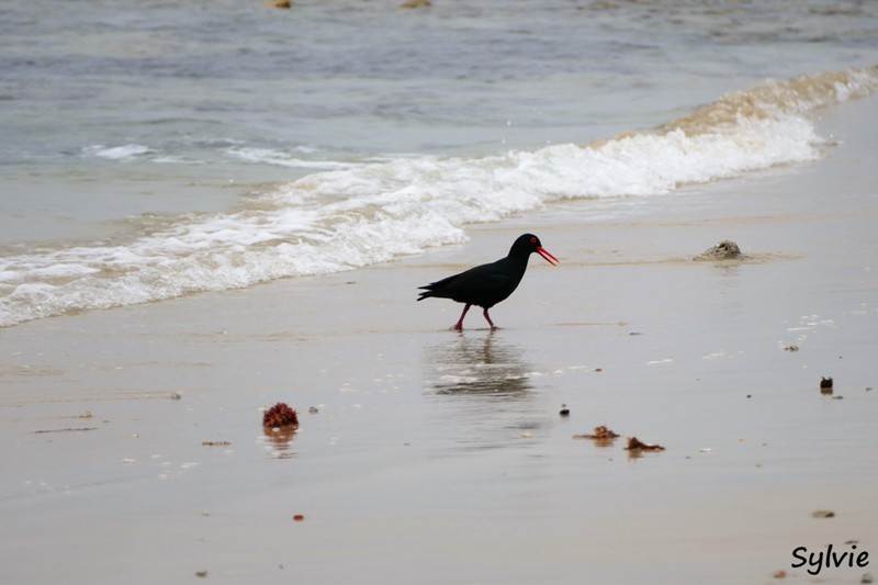 roseate tern hiking trail5