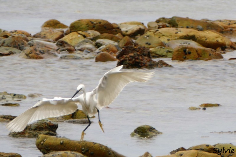 roseate tern hiking trail7