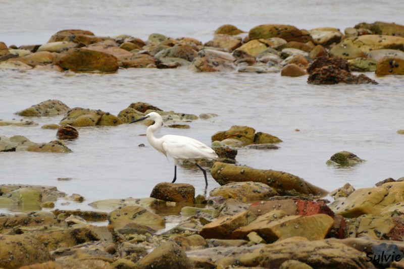 roseate tern hiking trail8