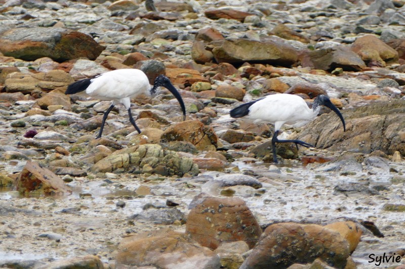 roseate tern hiking trail9