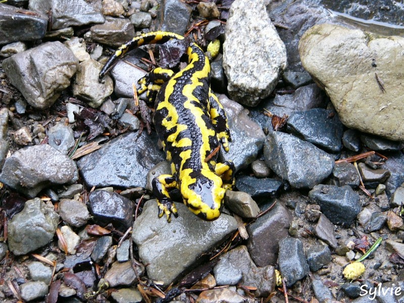 salamandre-pyrenees