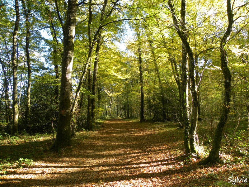 tique-promenade-foret