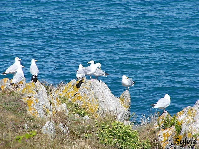 tour belle ile en mer etape4 2