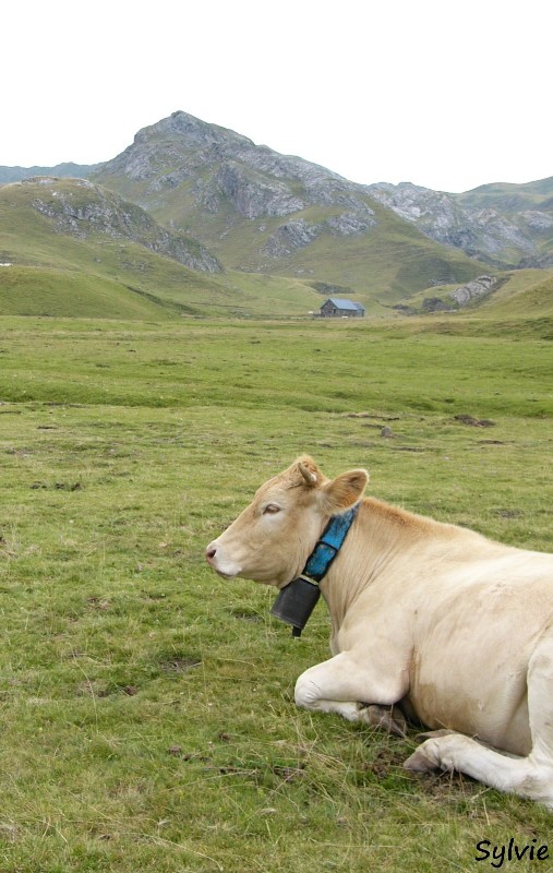 vache-plateau-danéou