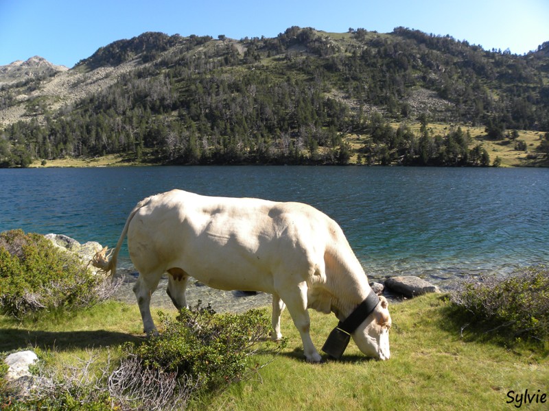 vache-pyrenees