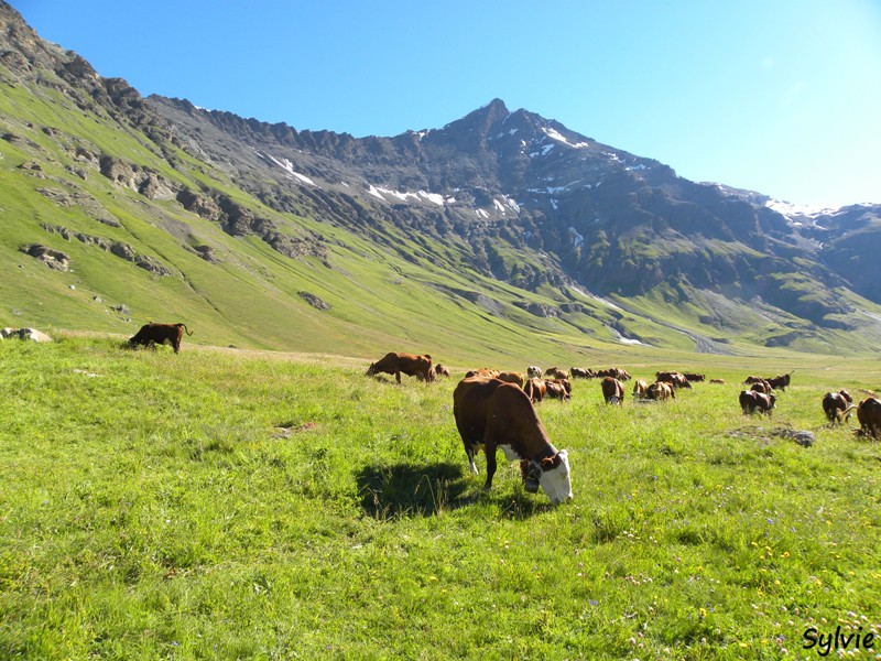 vaches-alpes