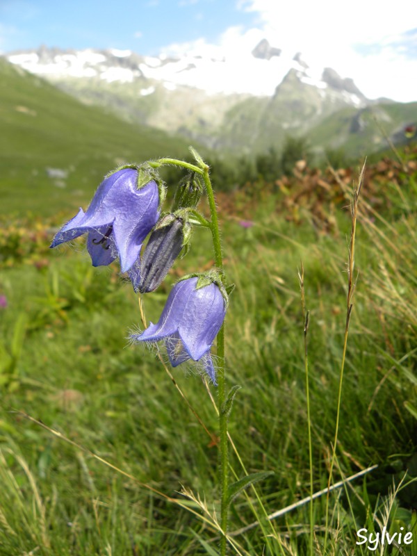 vallee-des-chapieux4