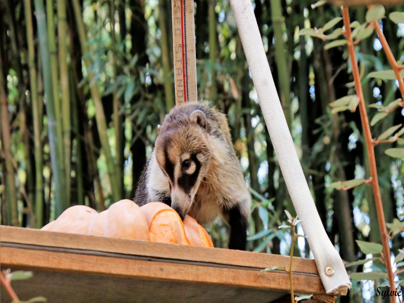 zoo la boissiere du dore halloween