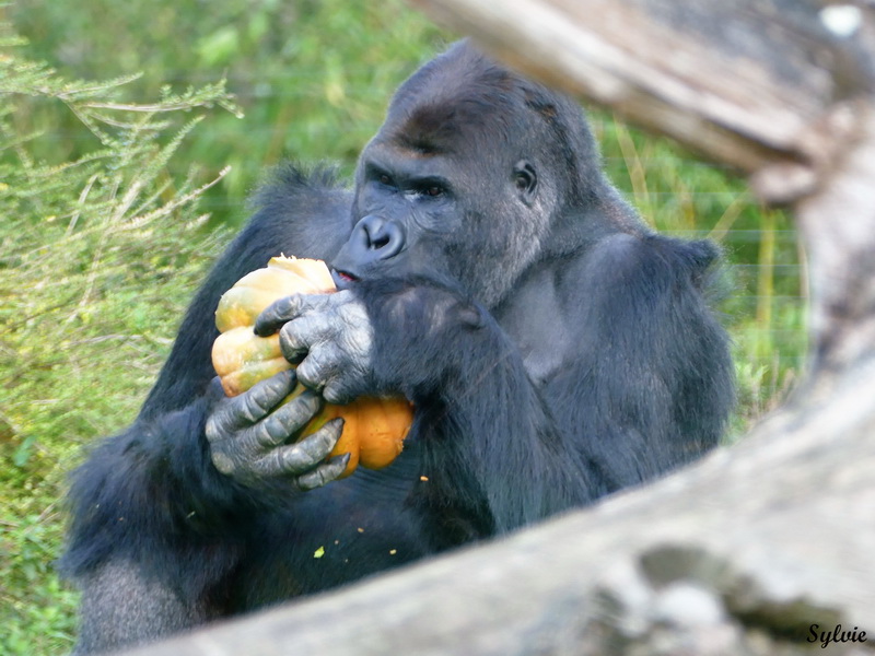 zoo la boissiere du dore halloween10