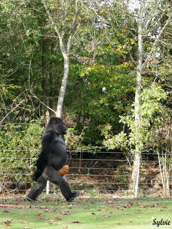 zoo la boissiere du dore halloween11