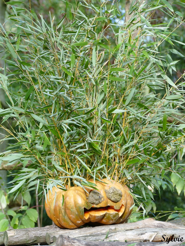 zoo la boissiere du dore halloween12