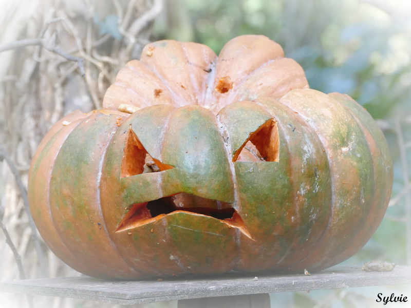 zoo la boissiere du dore halloween14